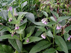 Comfrey is used as a treatment