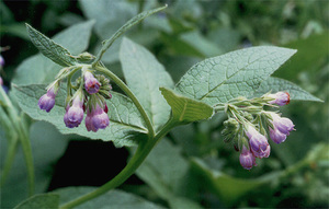 When is comfrey used?