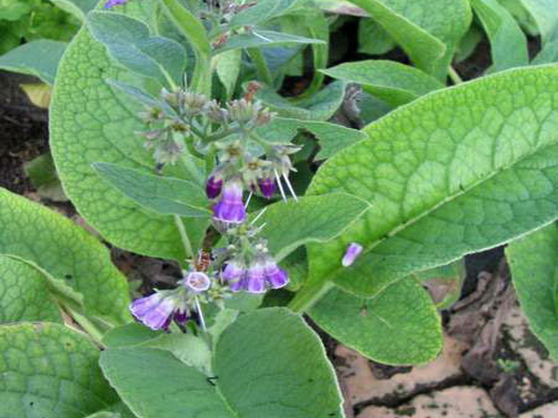 Medicinal properties of comfrey