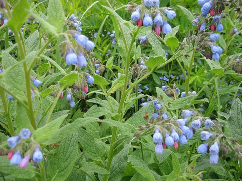 Caucasian comfrey