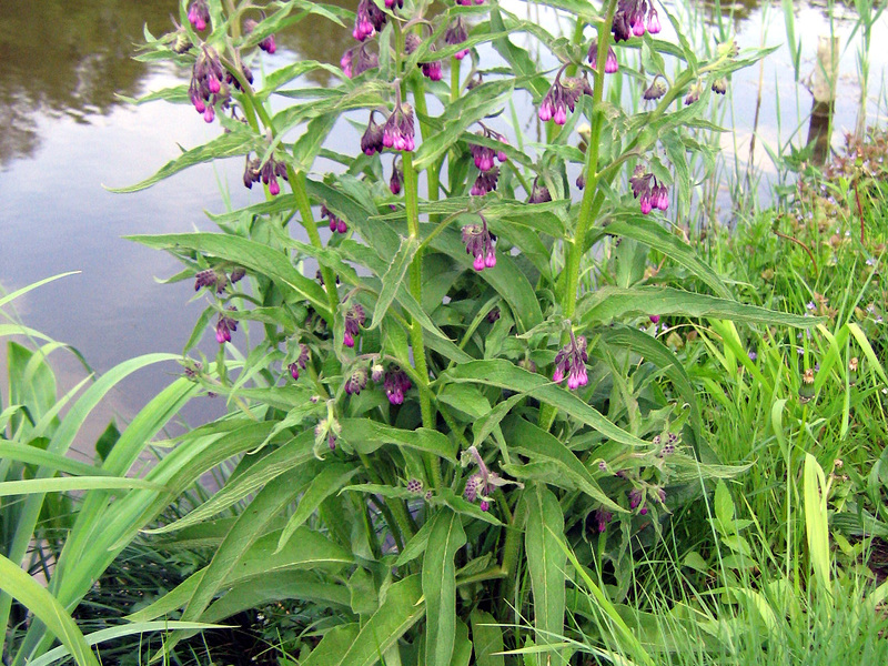 Why is comfrey useful?