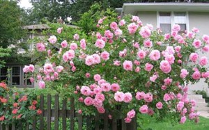 Rose hedge is very beautiful