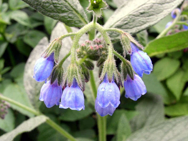 How to make comfrey broth