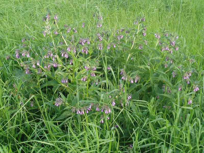 How to collect comfrey