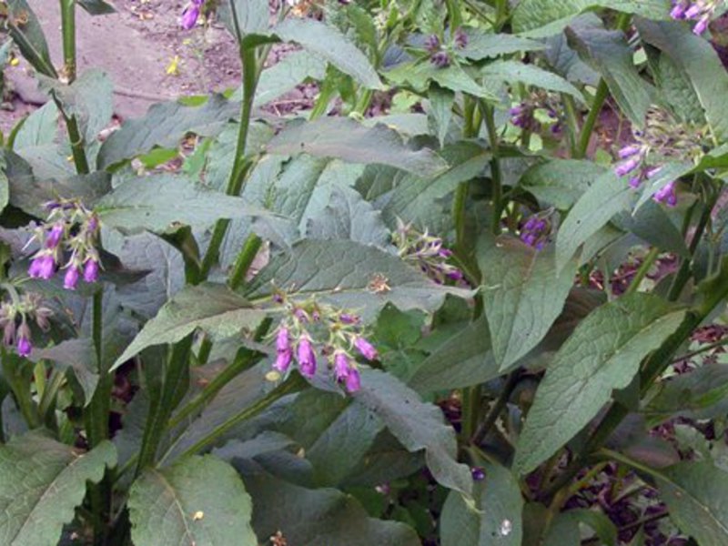 Description of the comfrey plant