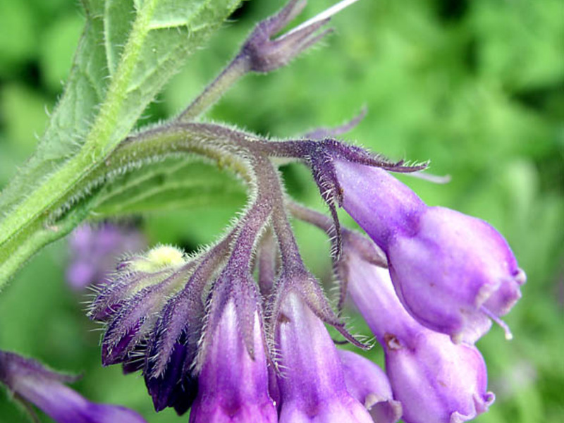 How is comfrey applied