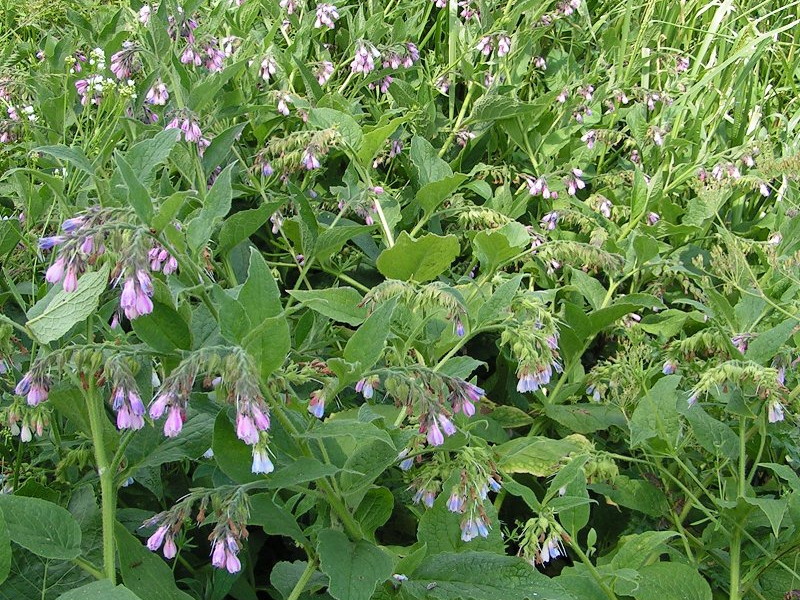 Comfrey broth