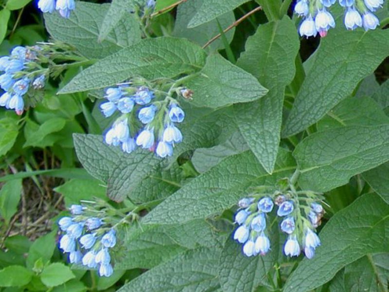 The healing power of comfrey