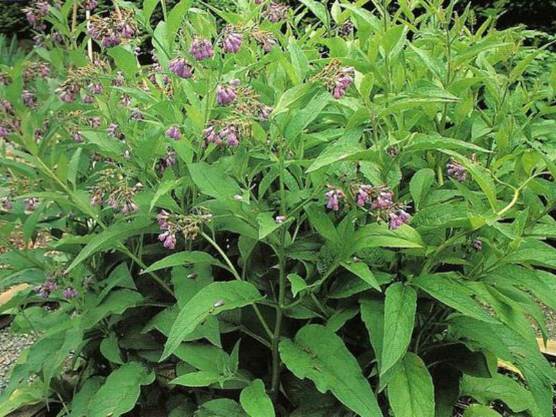 How to use comfrey correctly