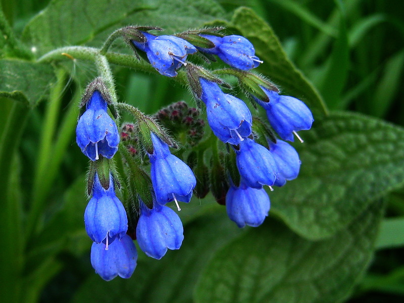 Comfrey flowers