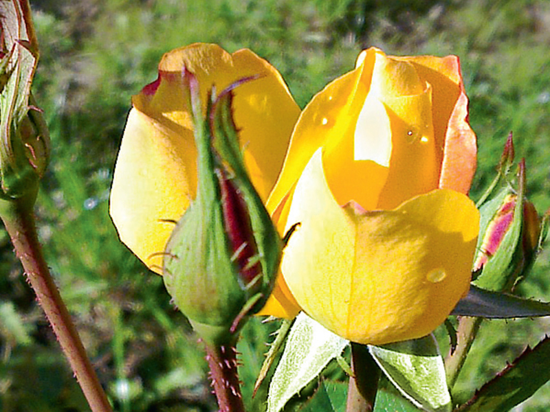 A yellow Canadian rose can be planted in your area.