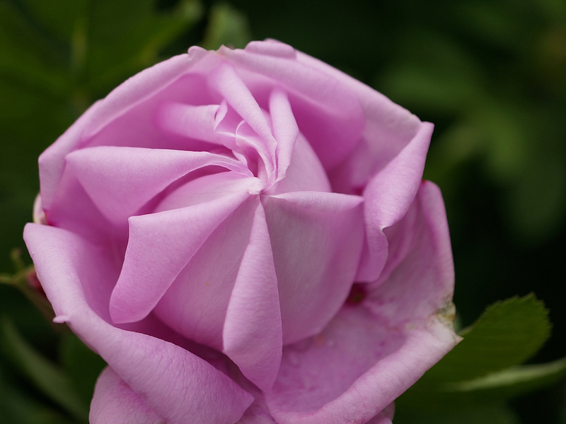 Roses of Canadian selection are frost-resistant, which is a big plus.