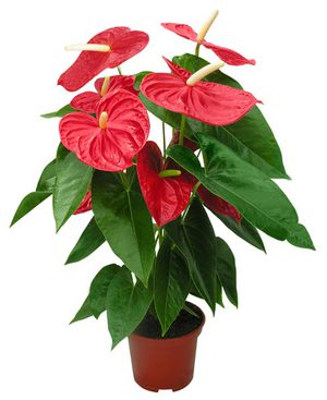 Potted anthurium - home flowering plant