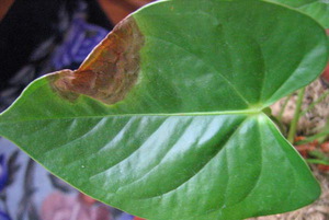 Affected leaf - a diseased plant