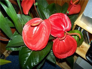 Blooming antirium in a pot will become a decoration of the house