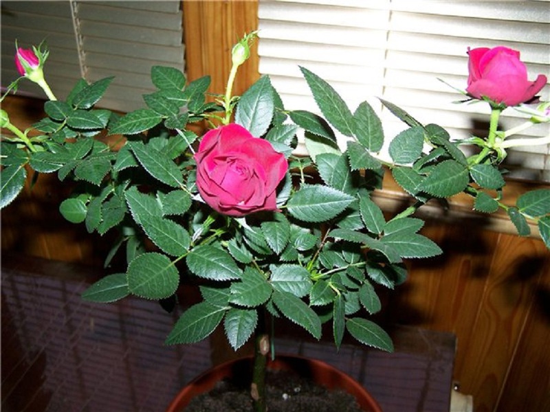 Lighting features for indoor roses at home