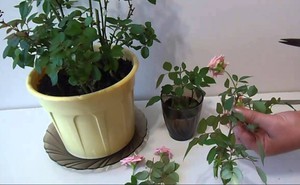 Ways to adapt indoor roses to home conditions