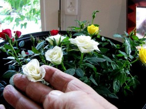 Features of caring for indoor roses