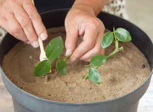 Description of the method of breeding indoor roses at home