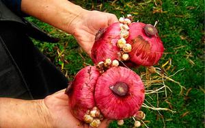 The nuances of growing gladioli from corms in the open field in spring