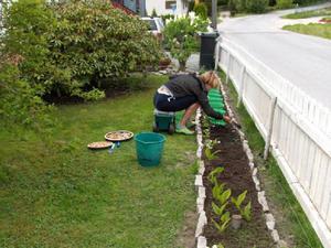 Tips from experienced florists on how to properly grow gladioli outdoors