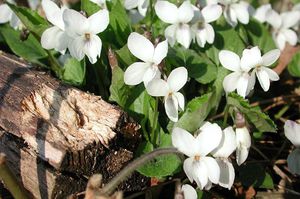 Violet varieties