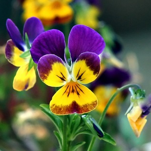 Ways to grow a horned violet