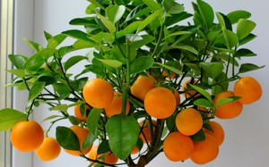 How to grow a tangerine from a bone at home