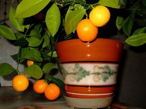 Tangerine tree grafting