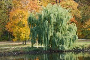 Weeping willow