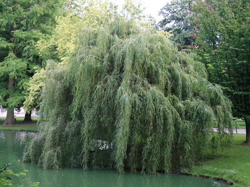 White willow