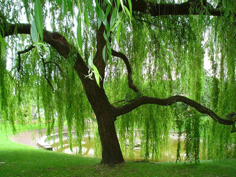 Blooming weeping willow tree