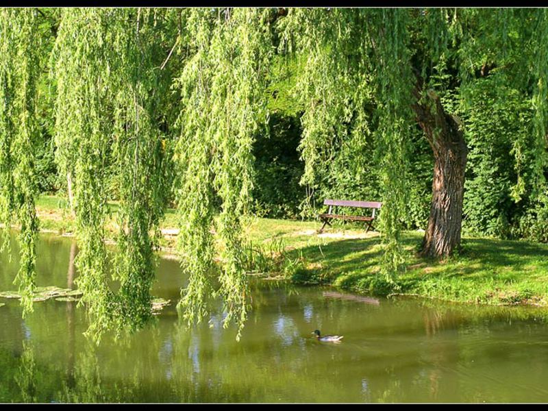 Willow tree by the water