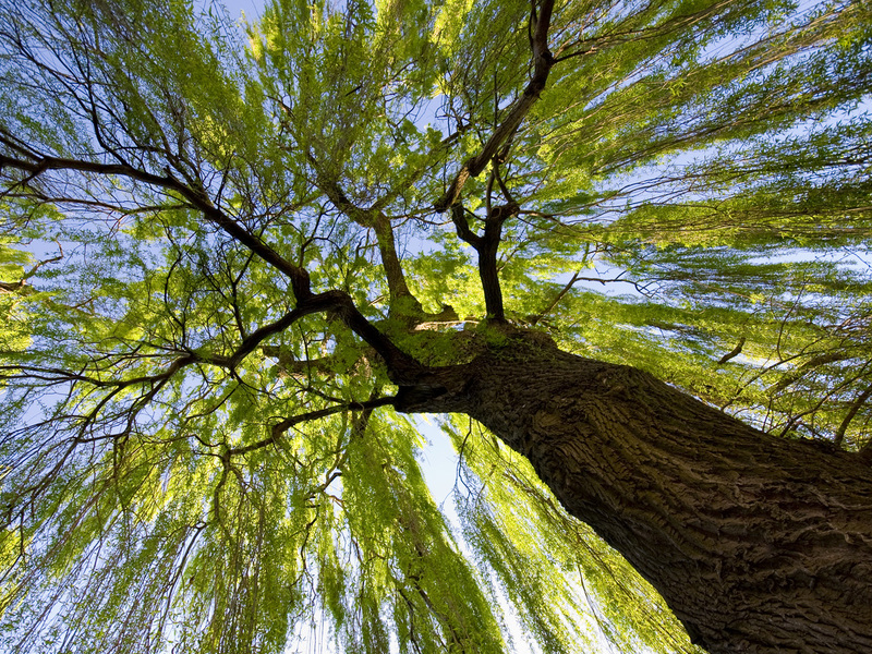 Varieties of willows