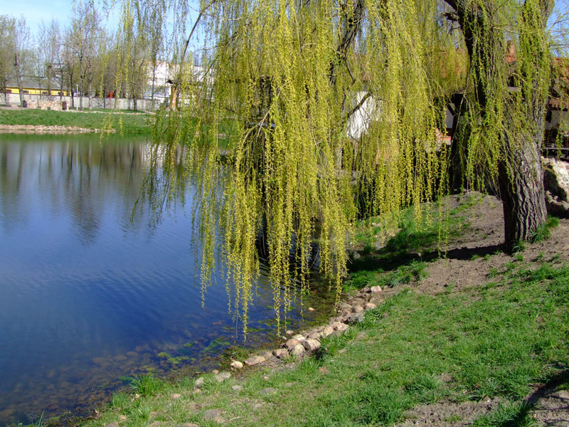 Weeping willow