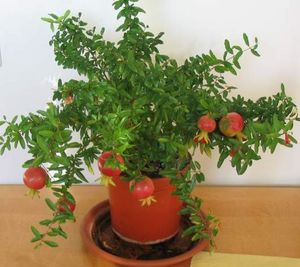 Conditions for the growth of pomegranate in a pot