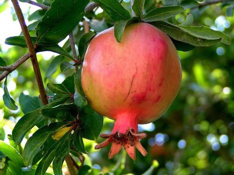 Where does pomegranate grow