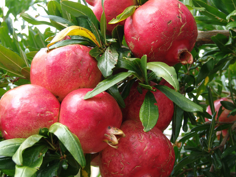 How pomegranate reproduces