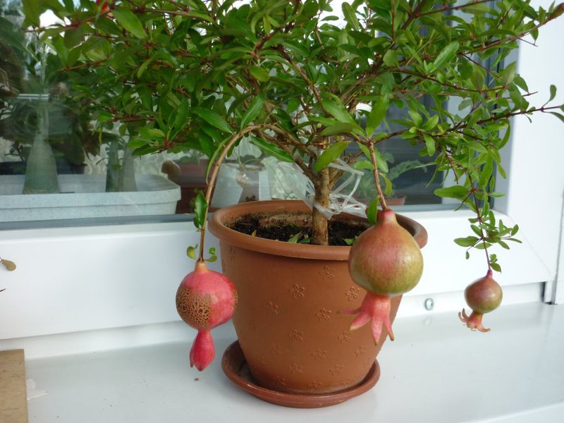 Homemade pomegranate