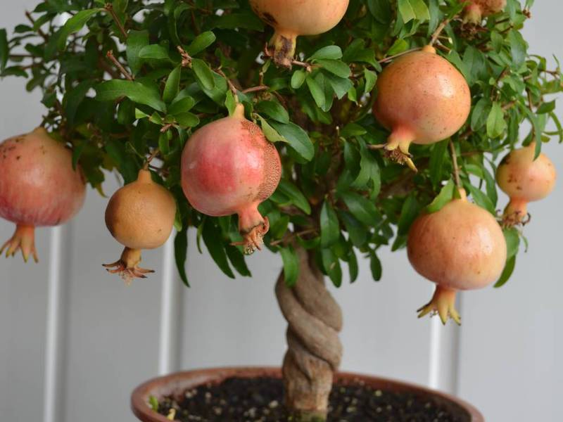 Description of the pomegranate tree