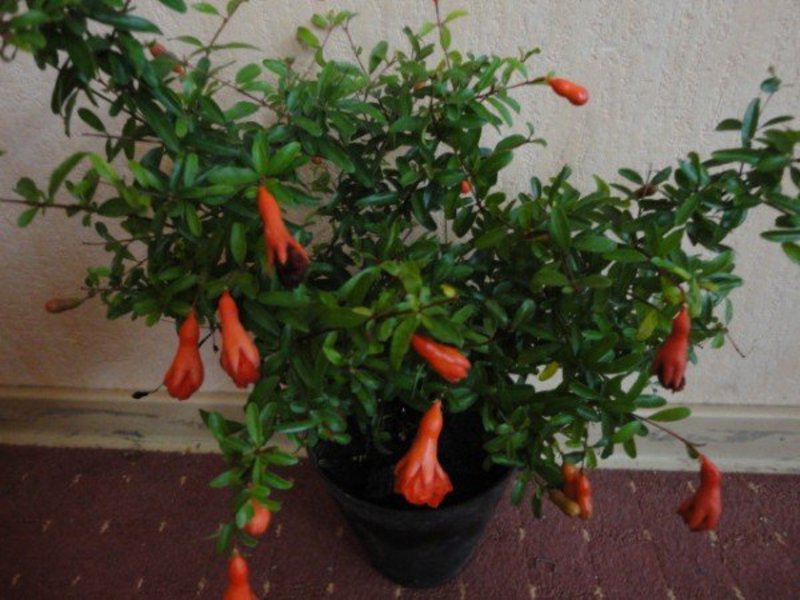 Pomegranate tree at home