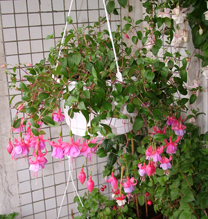 Fuchsia has been known since time immemorial