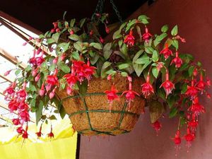 Fuchsia flowering period