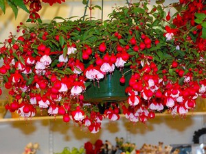 Delicate fuchsia flowers