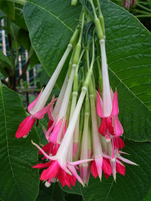 Fuchsia balcony decoration