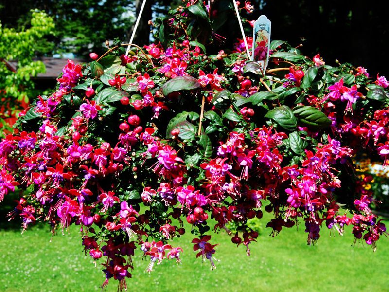 Planting and leaving fuchsia