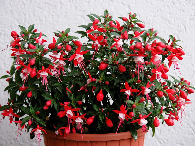 Fuchsia bouquet