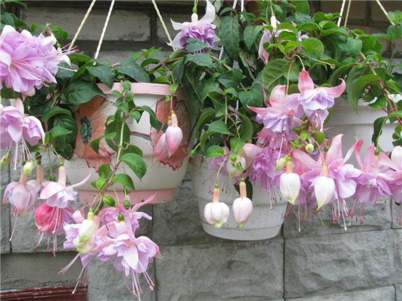 How fuchsia grow