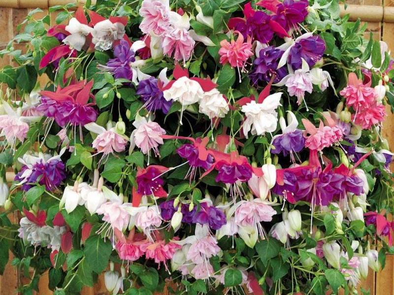 How to care for fuchsia