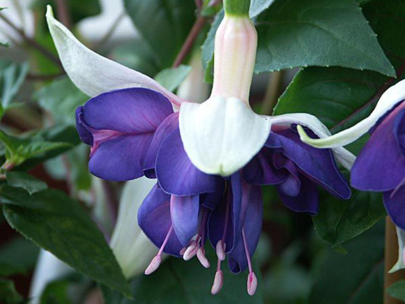 How to transplant fuchsia